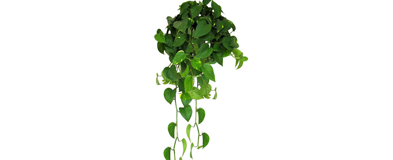 綠色植物除甲醛的效果甚微 綠色植物除甲醛的效果甚微
